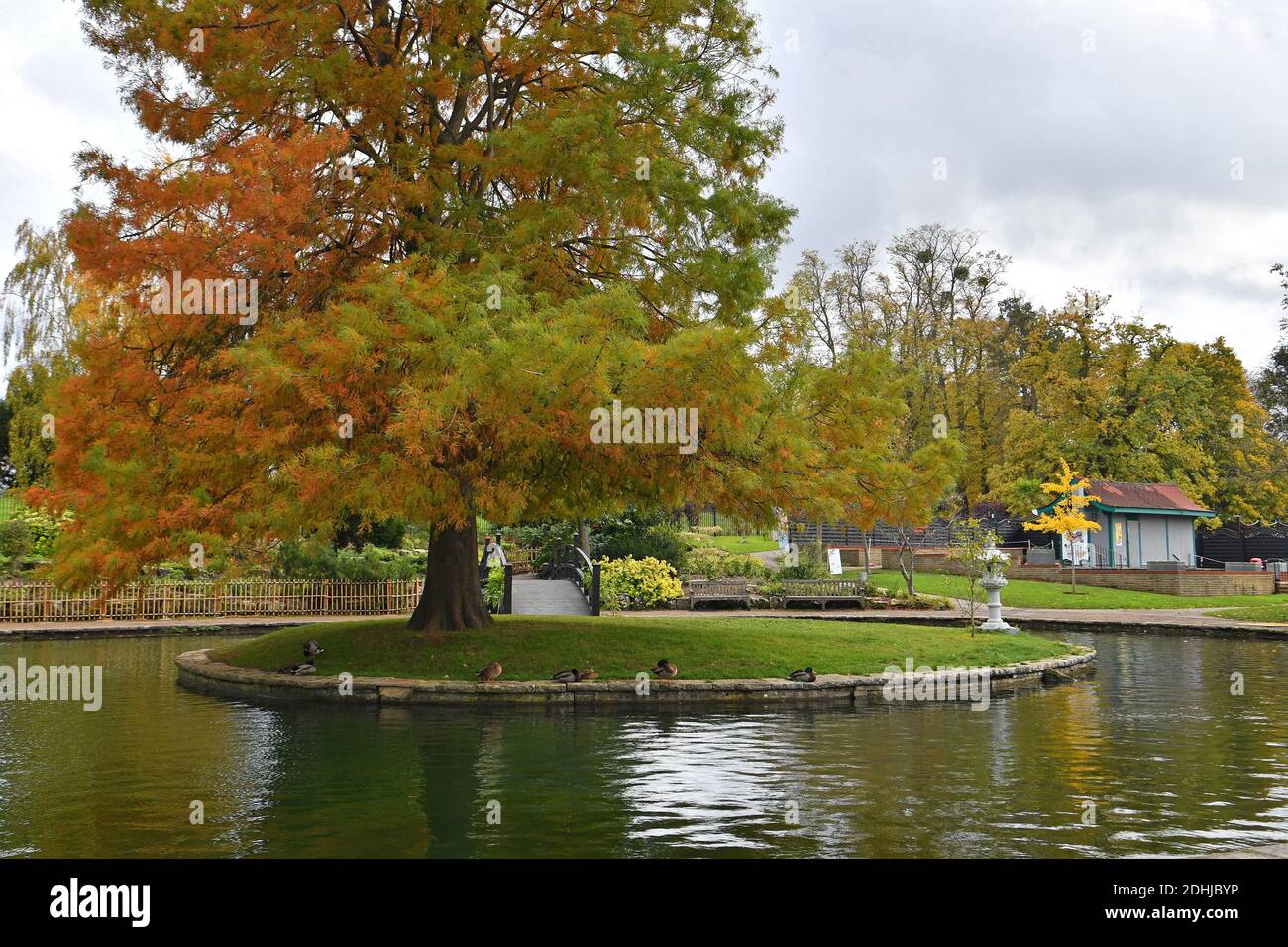 Caratteristica su Stoke Park, Guildford - Autumnal colori, come il lavoro continua a ripristinare e migliorare i giardini orientali. Guildford, Surrey. Foto scattata il 20 ottobre 2020 Foto Stock