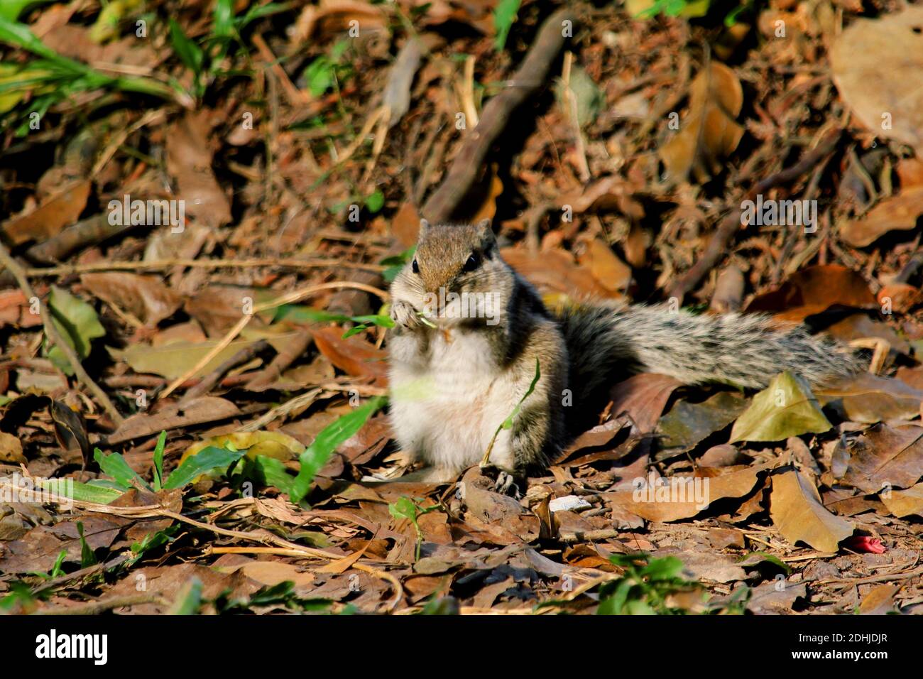 Park Squirrel Foto Stock