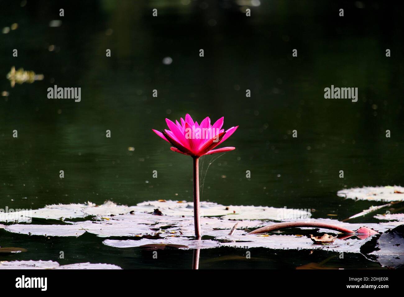 Waterlily Foto Stock