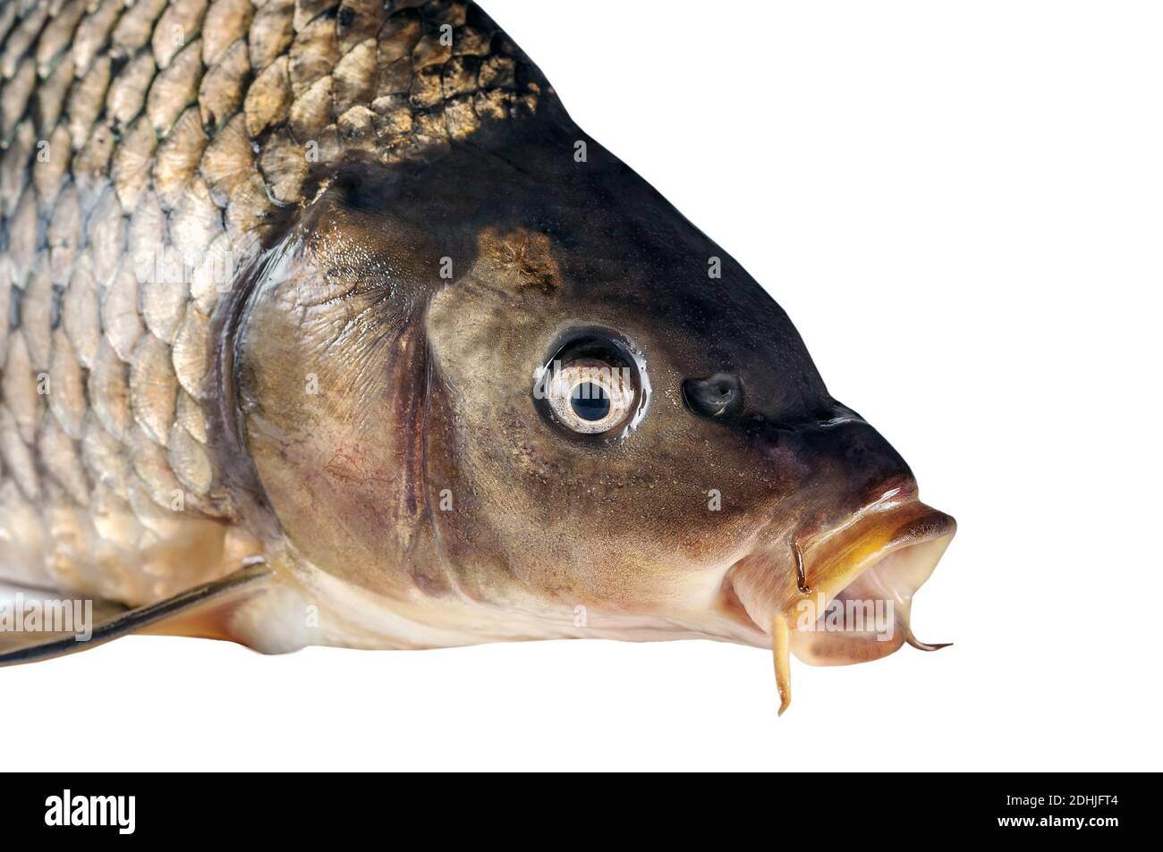 Carpa comune di pesce d'acqua dolce (Cyprinus carpio). Merry Fishmas, carpa di Natale ceca tradizione europea pasto festa Pesce isolato su sfondo bianco Foto Stock