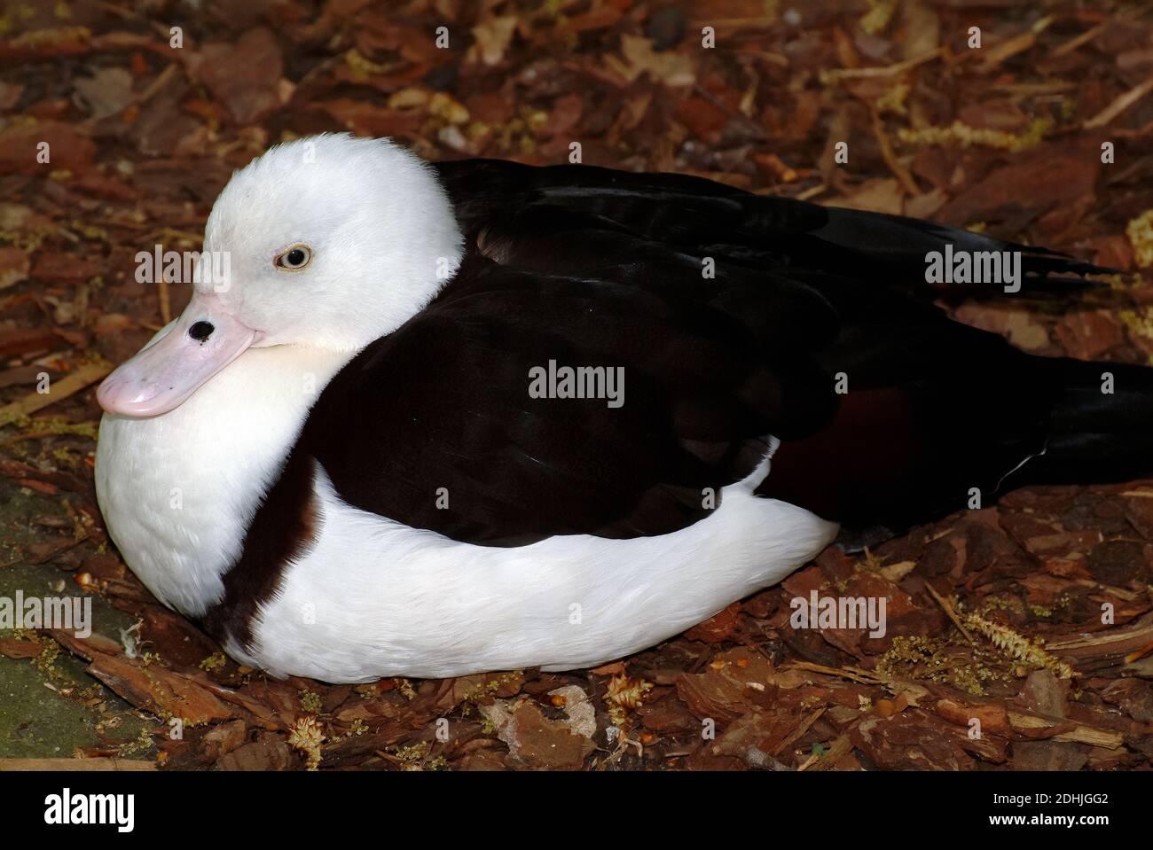 Radjah shelduck, raja shelduck, black-backed shelduck, Radjahgans, Tadorne radjah, Tadorna radjah, radjah ásólúd, új-zélandi ásólúd Foto Stock