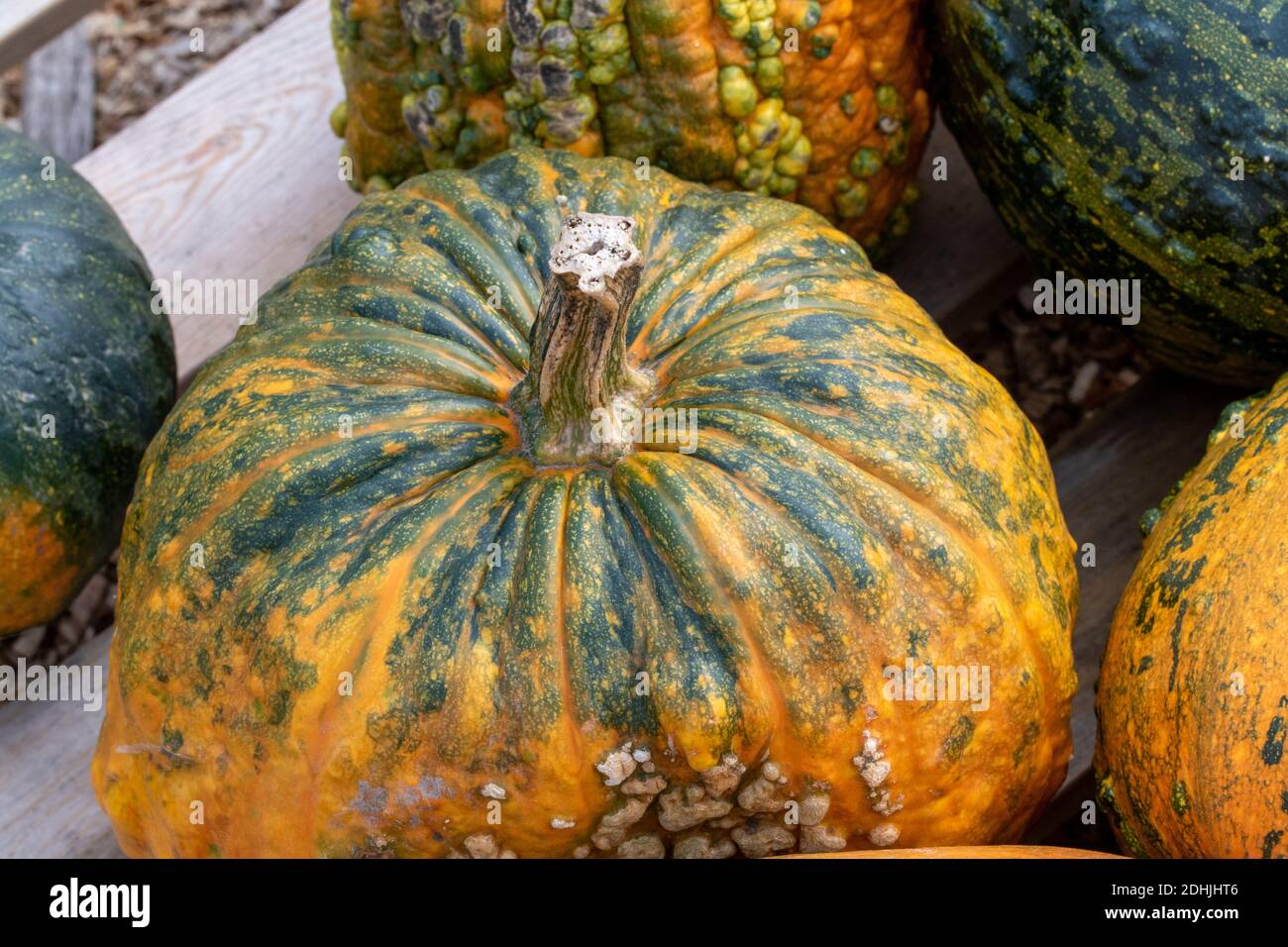La zucca, cucurbita, è una verdura annuale. E 'anche utilizzato per la decorazione su Halloween. Foto Stock