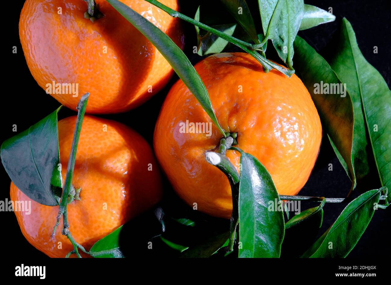 piccole arance clementine e foglie verdi su sfondo nero Foto Stock