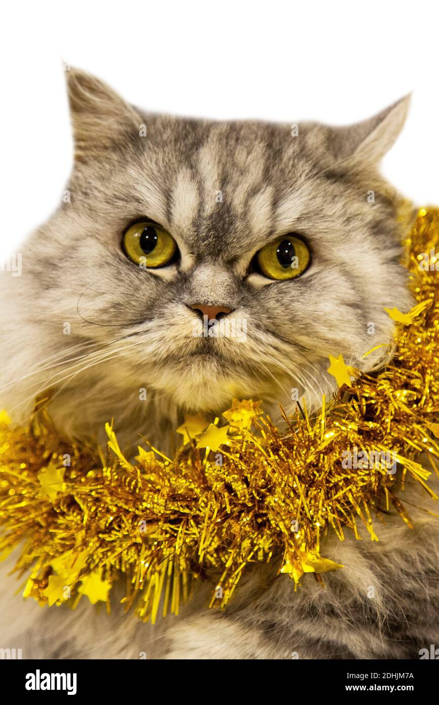 Un bel gatto scozzese soffiato si trova con una decorazione dorata di Natale su uno sfondo bianco. Anno nuovo con un animale domestico Foto Stock