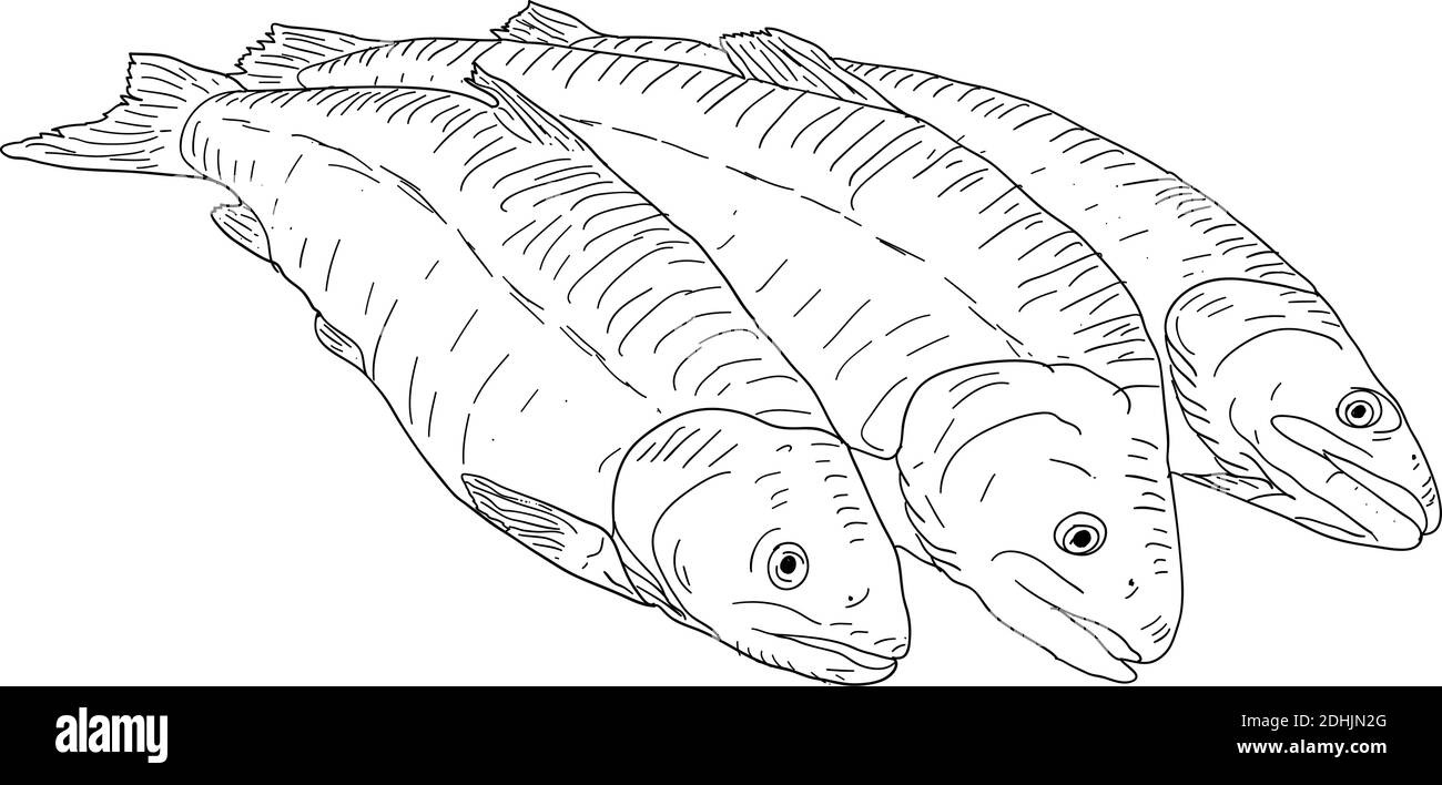 collezione di pesci marini naturali schizzo su sfondo bianco. Illustrazione Vettoriale