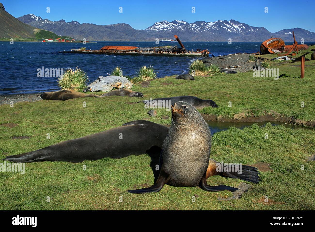 Suedamerika, Antartis, Suedgeorgien, Grytviken, Ehemalige Walfangstation Foto Stock