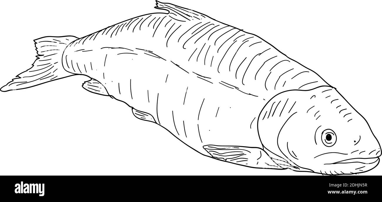 Schizzo di pesci marini naturali su sfondo bianco. Illustrazione Vettoriale