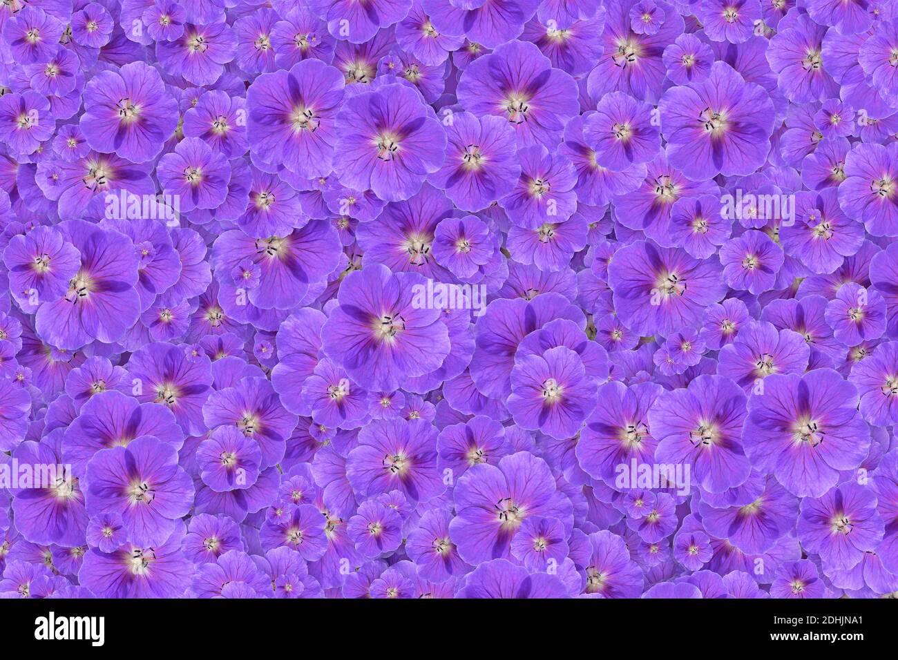 Sfondo floreale di una massa di fiori di geranio viola Foto Stock