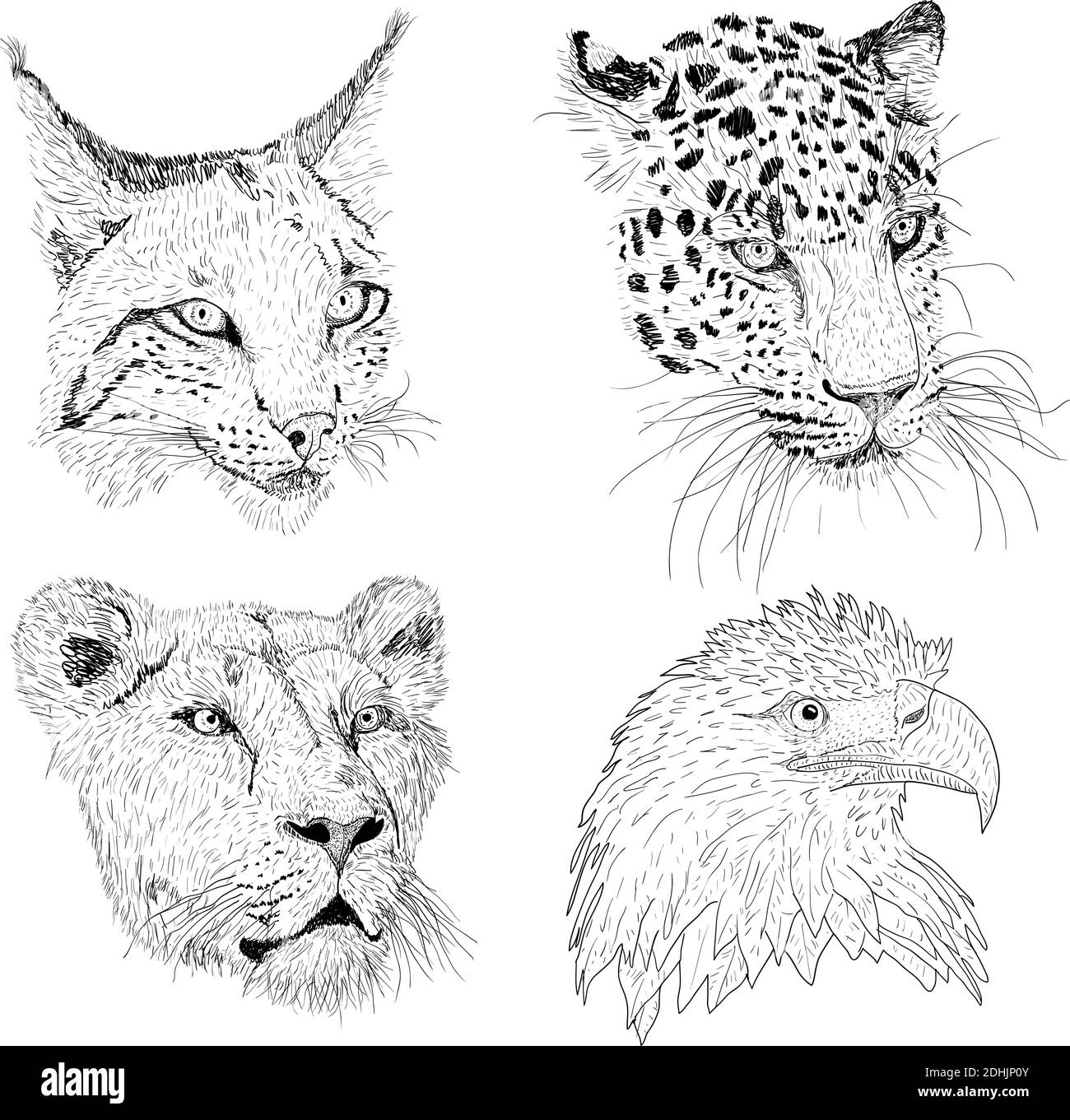 Imposta la silhouette dello schizzo aquila, lince, leopardo. Faccia senza leoni su sfondo bianco. Illustrazione Vettoriale
