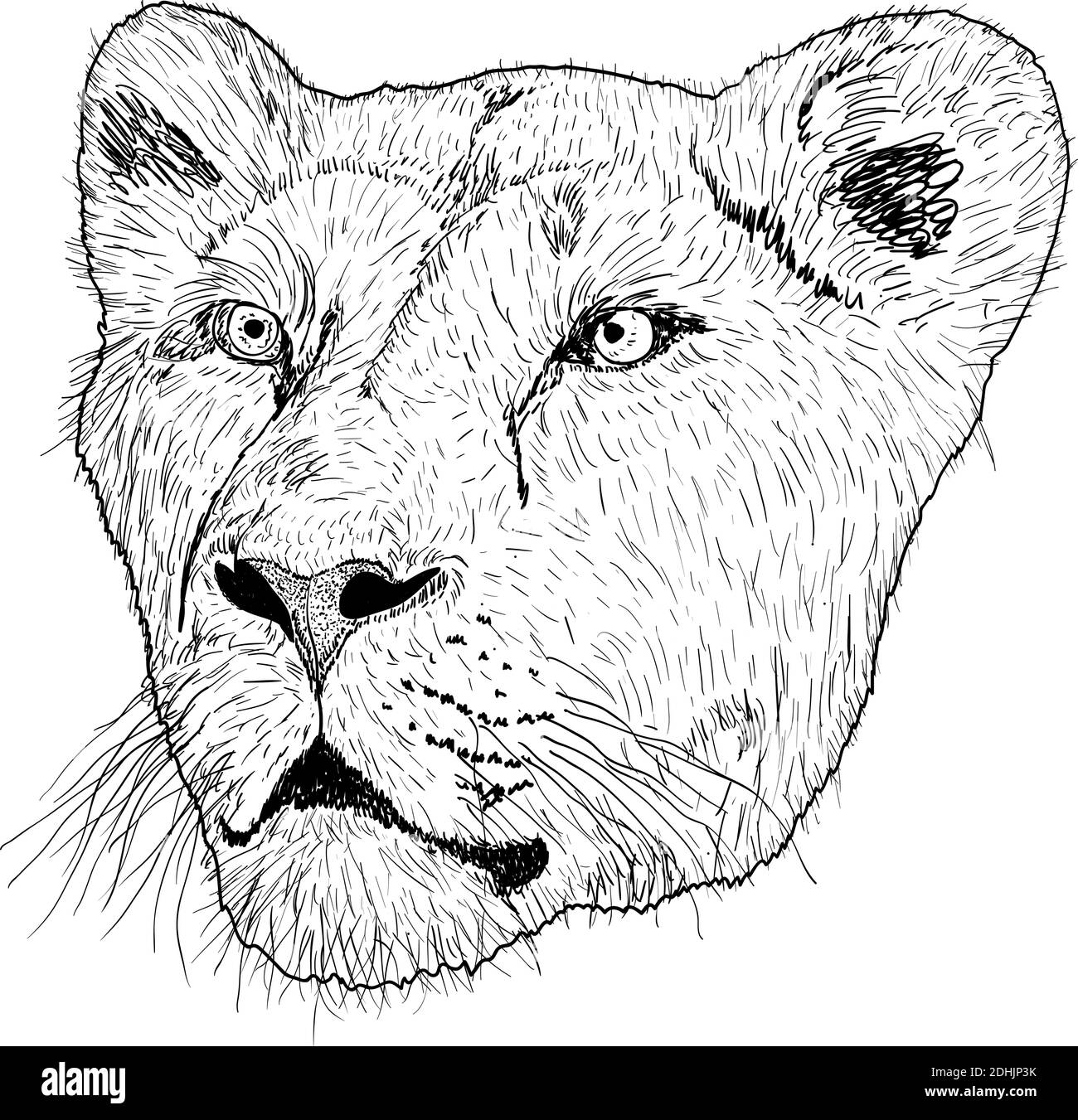 Schizzo della silhouette Lionesses faccia su sfondo bianco illustrazione. Illustrazione Vettoriale