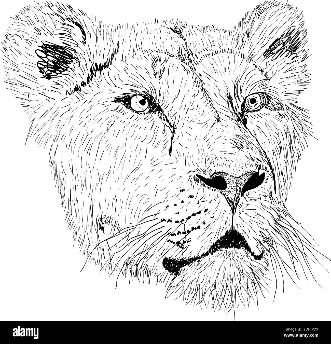 Schizzo della silhouette Lionesses faccia su sfondo bianco illustrazione. Illustrazione Vettoriale