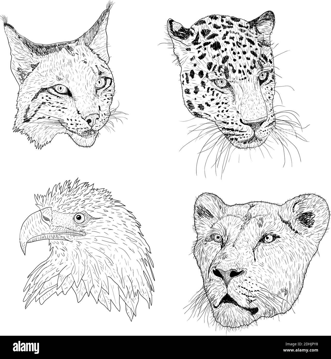 Imposta la silhouette dello schizzo aquila, lince, leopardo. Faccia senza leoni su sfondo bianco. Illustrazione Vettoriale