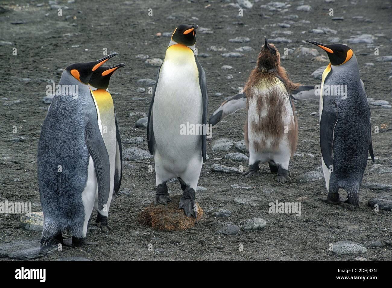 Suedamerika, Antartis, Suedgeorgien, Gold Harbour, Koenigspinguine, Kolonie, Foto Stock