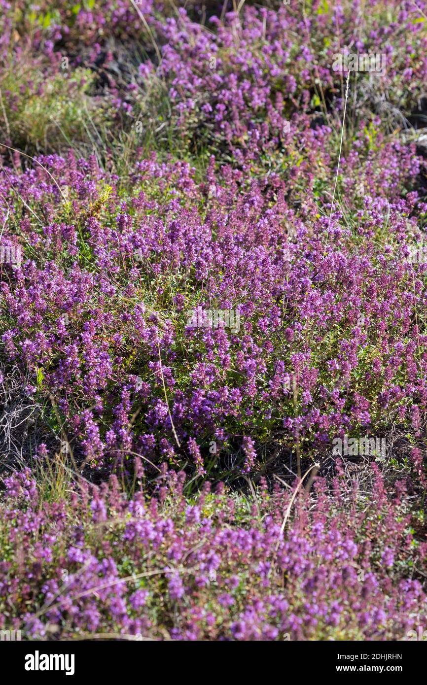 Feld-Thimian, Timo, Wilder Thimian, Feldthimian, Quendel, Breitblättriger Thimian, Arznei-Thimian, Gemeiner Thimian, Gewöhnlicher Thimian, Quendel- Foto Stock