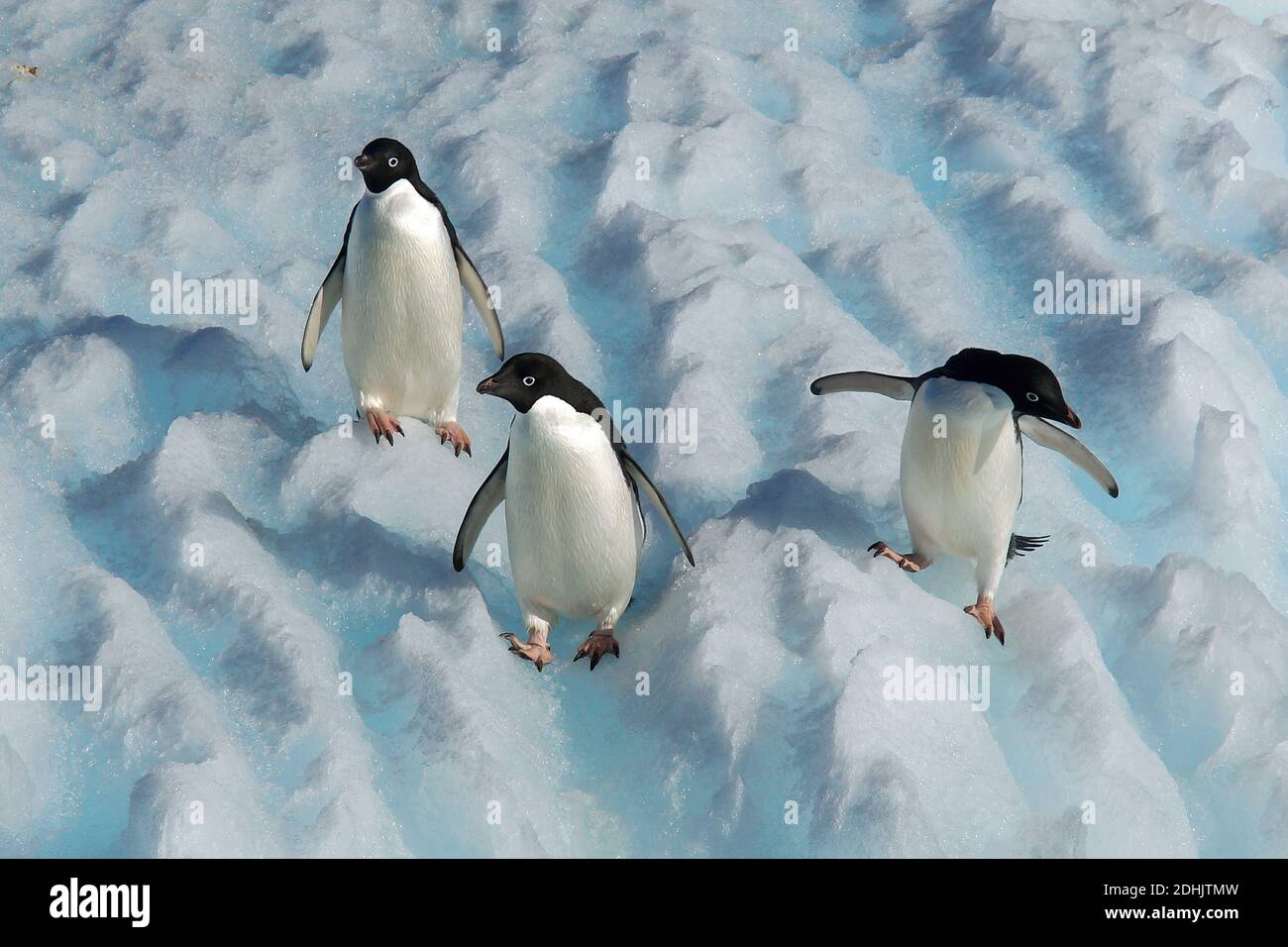 Suedamerika, Antartis, Pinguine, Adelie-Pinguine, Adeliepinguin, Kolonie (Pigoscelis adeliae), Foto Stock