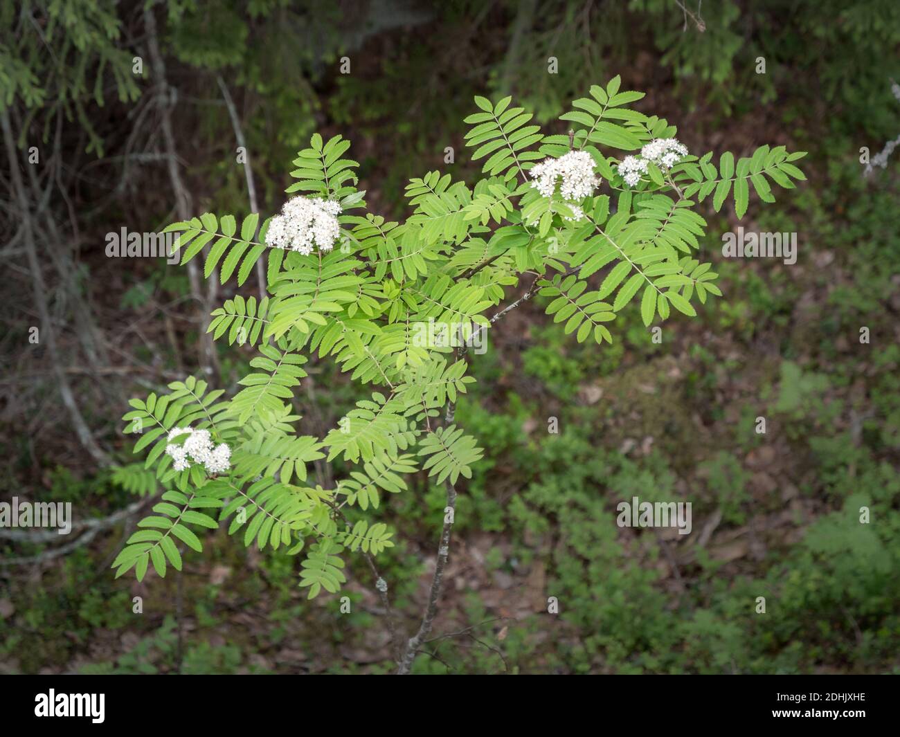 Albero di montagna-frassino fiorire nella foresta Foto Stock