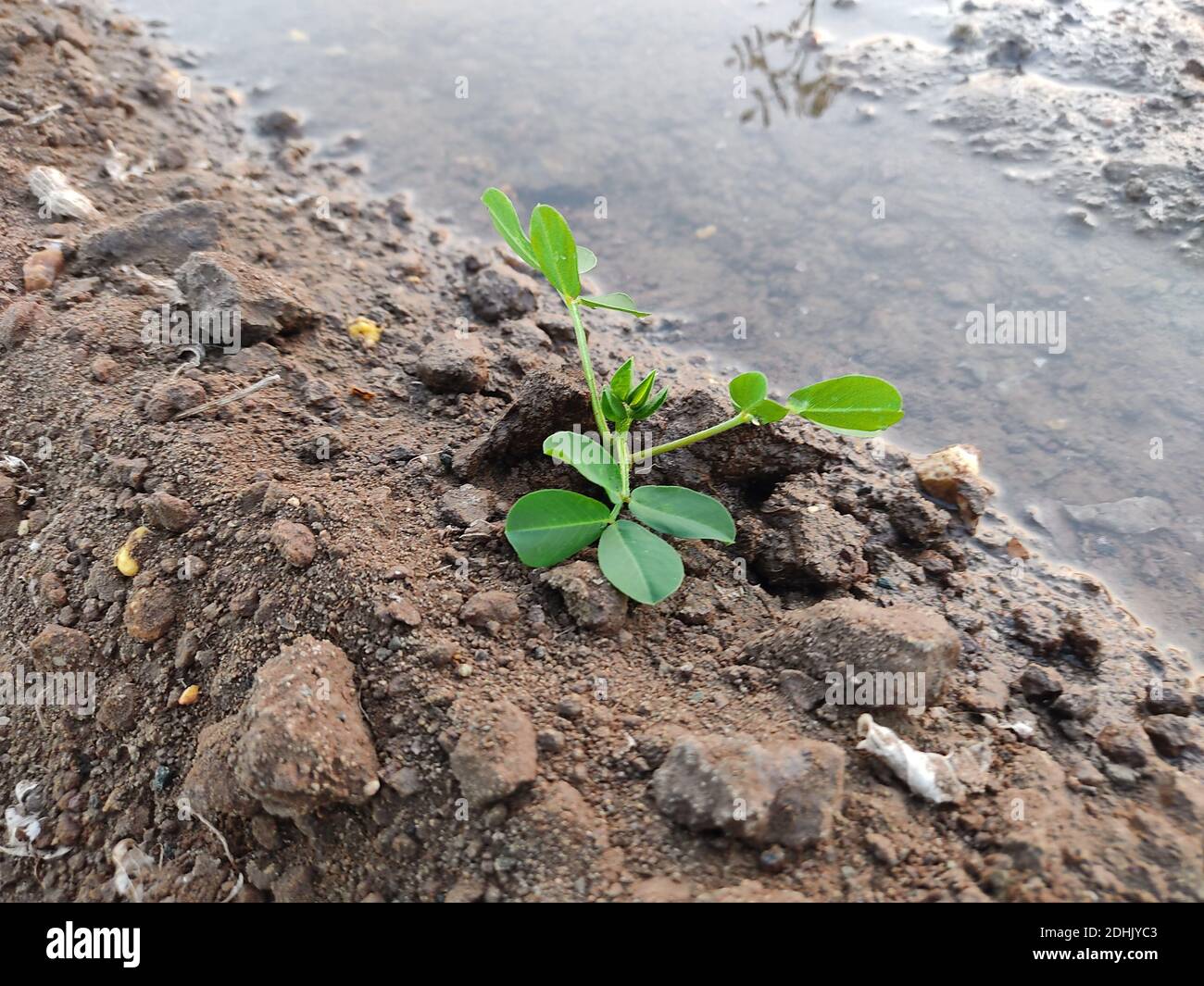 Coltivando giovani arachidi pianta in fattoria, giovane pianta che cresce da seme Foto Stock