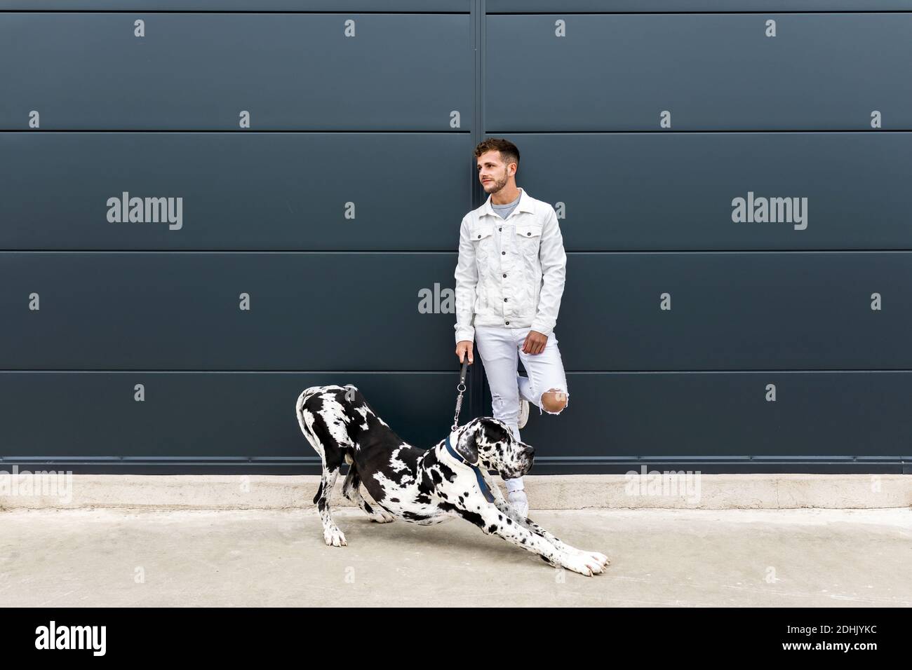 Uomo proprietario in piedi con grande cane Harlequin Great Dane durante passeggiate in città e guardate via Foto Stock