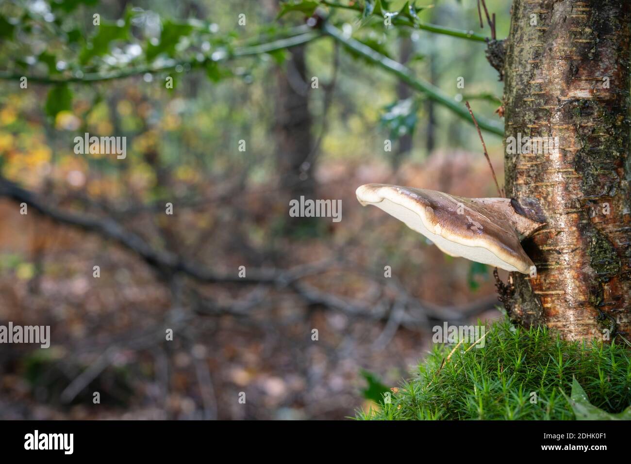 Piptoporus betulinus, su tronco di betulla argentata, bosco tardo autunnale Foto Stock