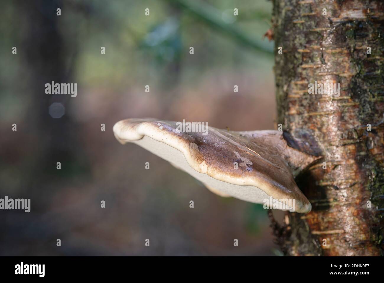 Piptoporus betulinus, su tronco di betulla argentata, bosco tardo autunnale Foto Stock