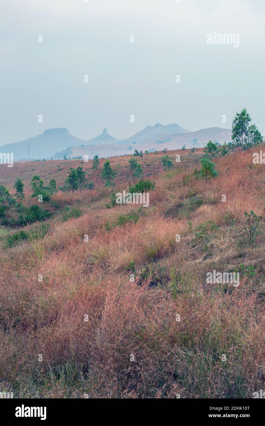 Nel Maharashtra, India, i paesaggi sono arricchiti da alberi piantati per migliorare la copertura verde e sostenere la sostenibilità ambientale. Foto Stock