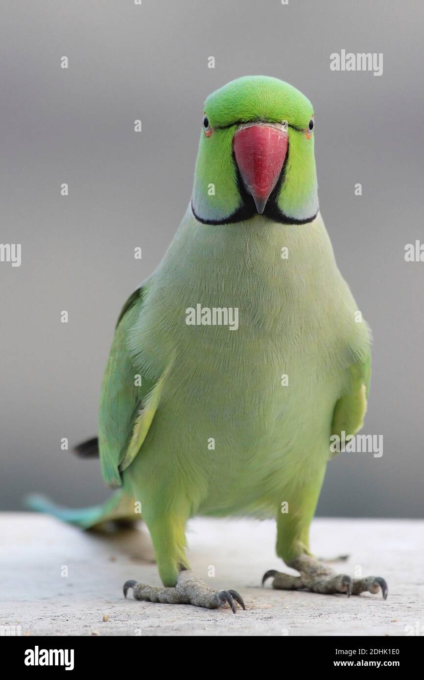 Parakeet con anello rosa Psittacula krameri - maschio Foto Stock