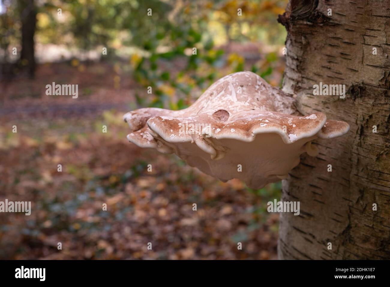Fungo della staffa di betulla, o pollyporo di betulla Foto Stock