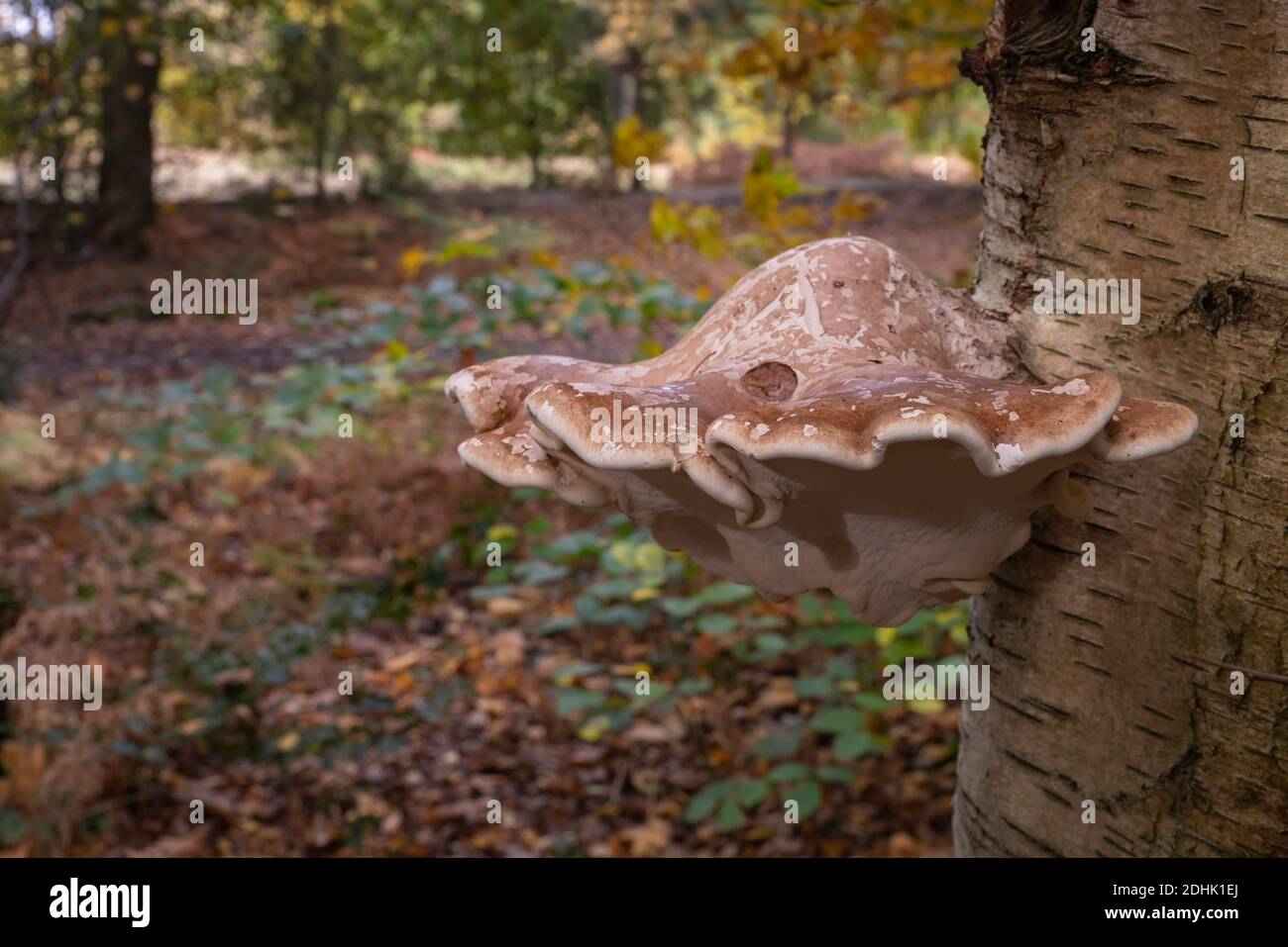 Fungo della staffa di betulla, o pollyporo di betulla Foto Stock