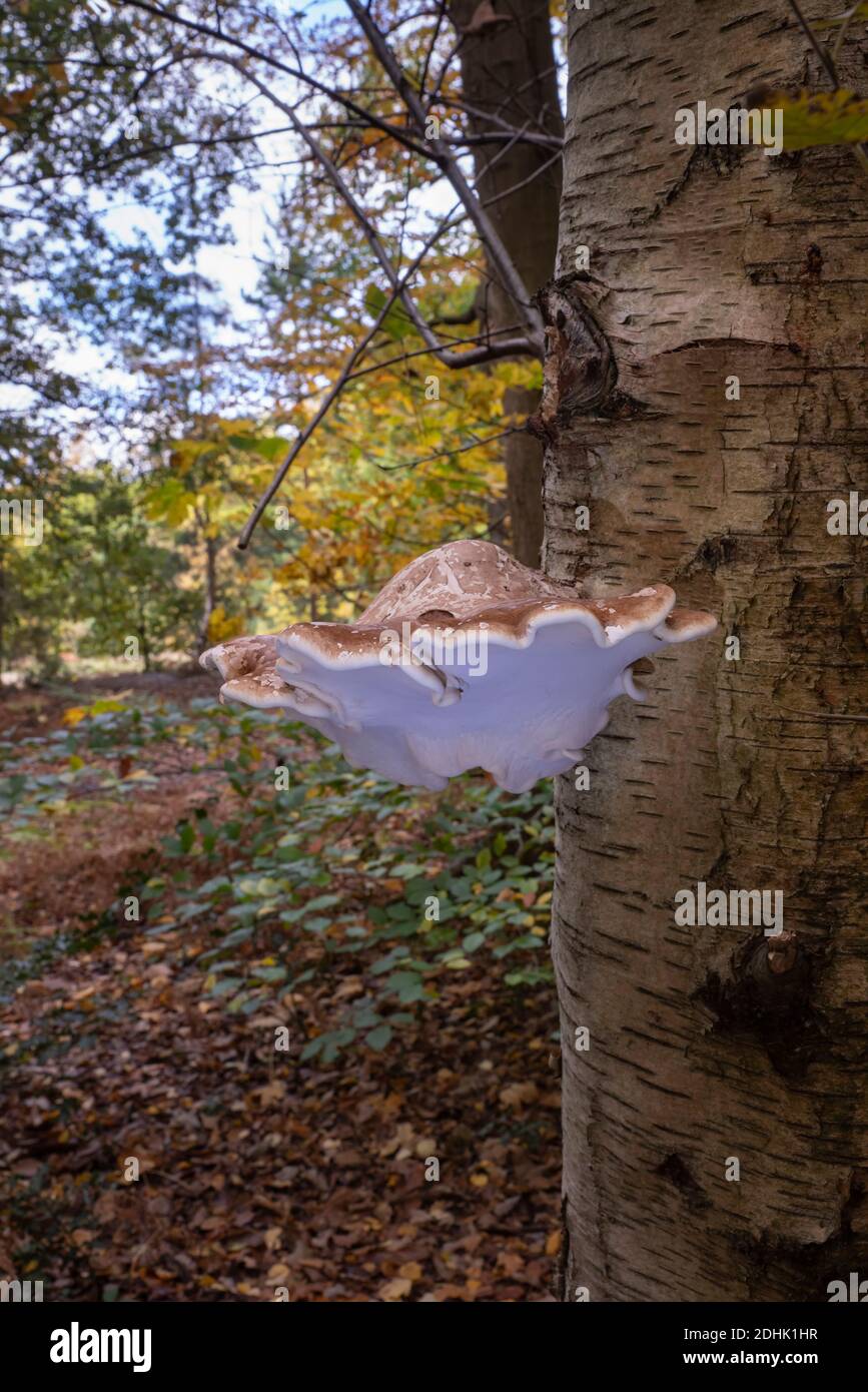 Fungo della staffa di betulla, o pollyporo di betulla Foto Stock