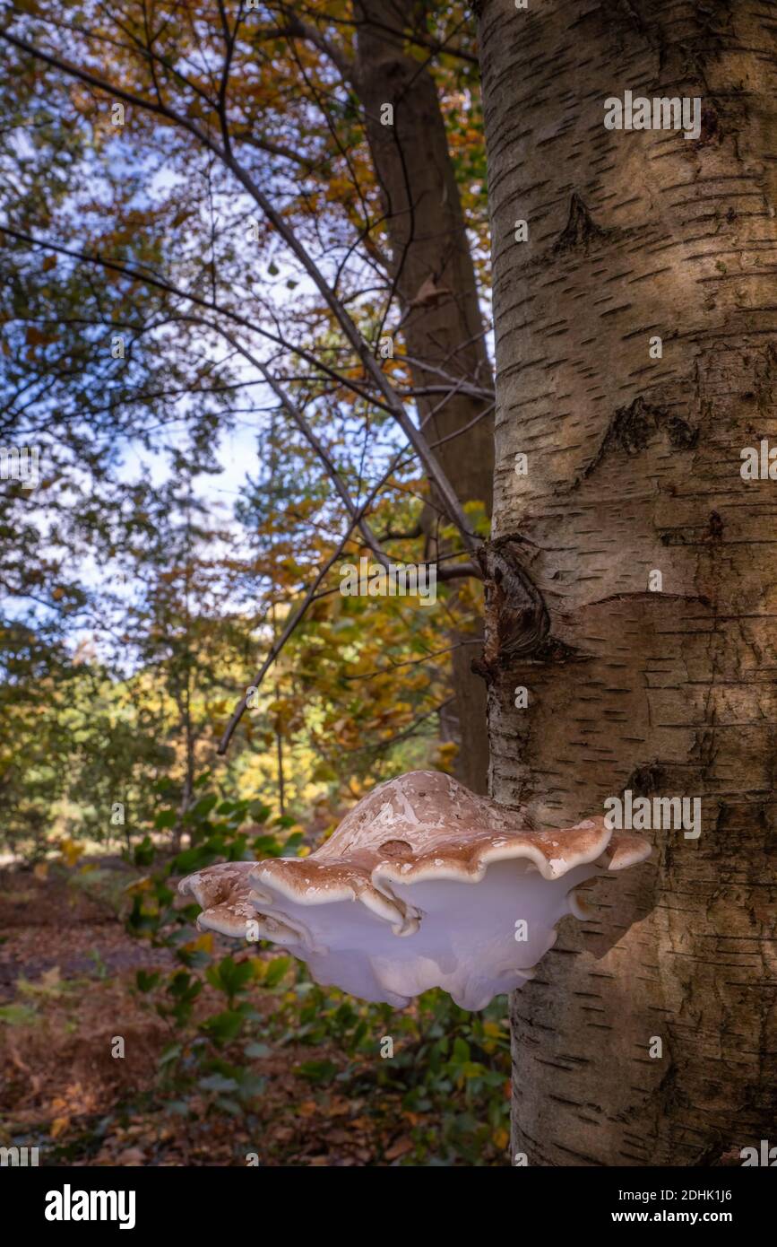 Fungo della staffa di betulla, o pollyporo di betulla Foto Stock