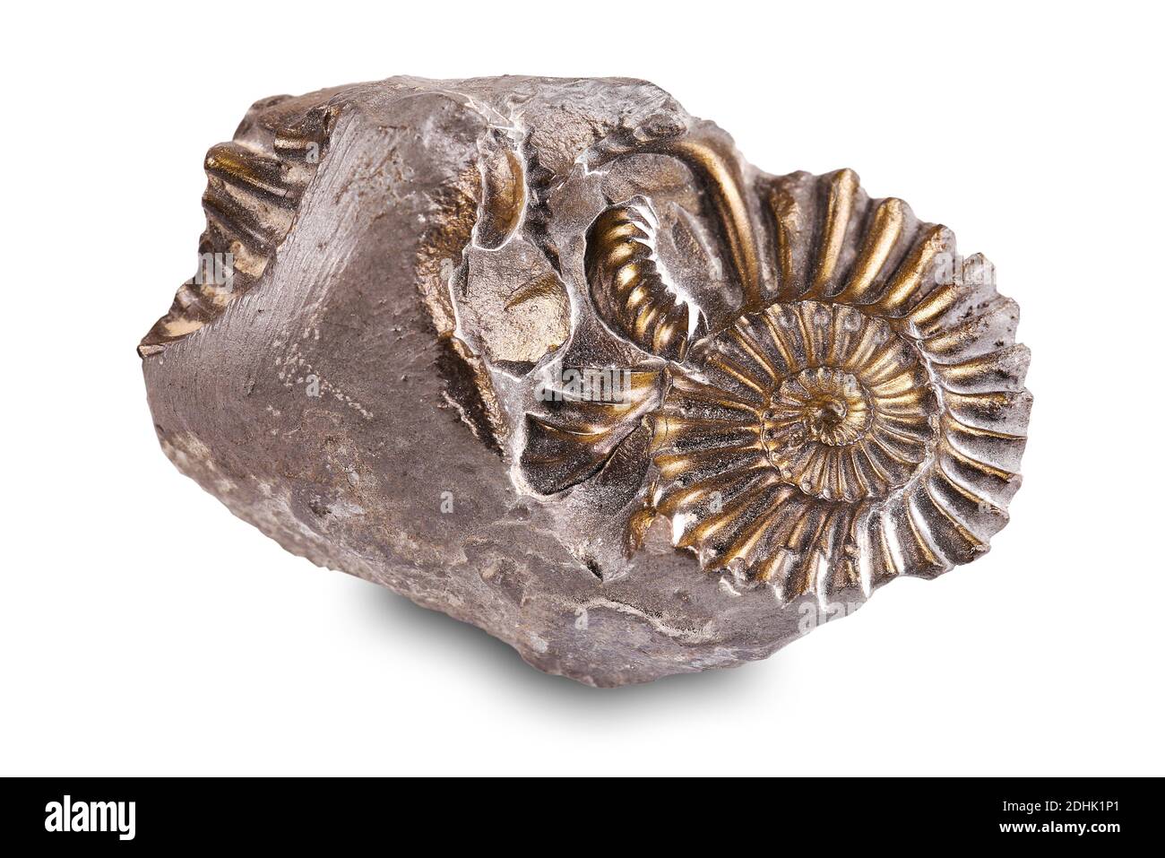 Lumaca fossilizzata nella pietra, ammonite Foto Stock