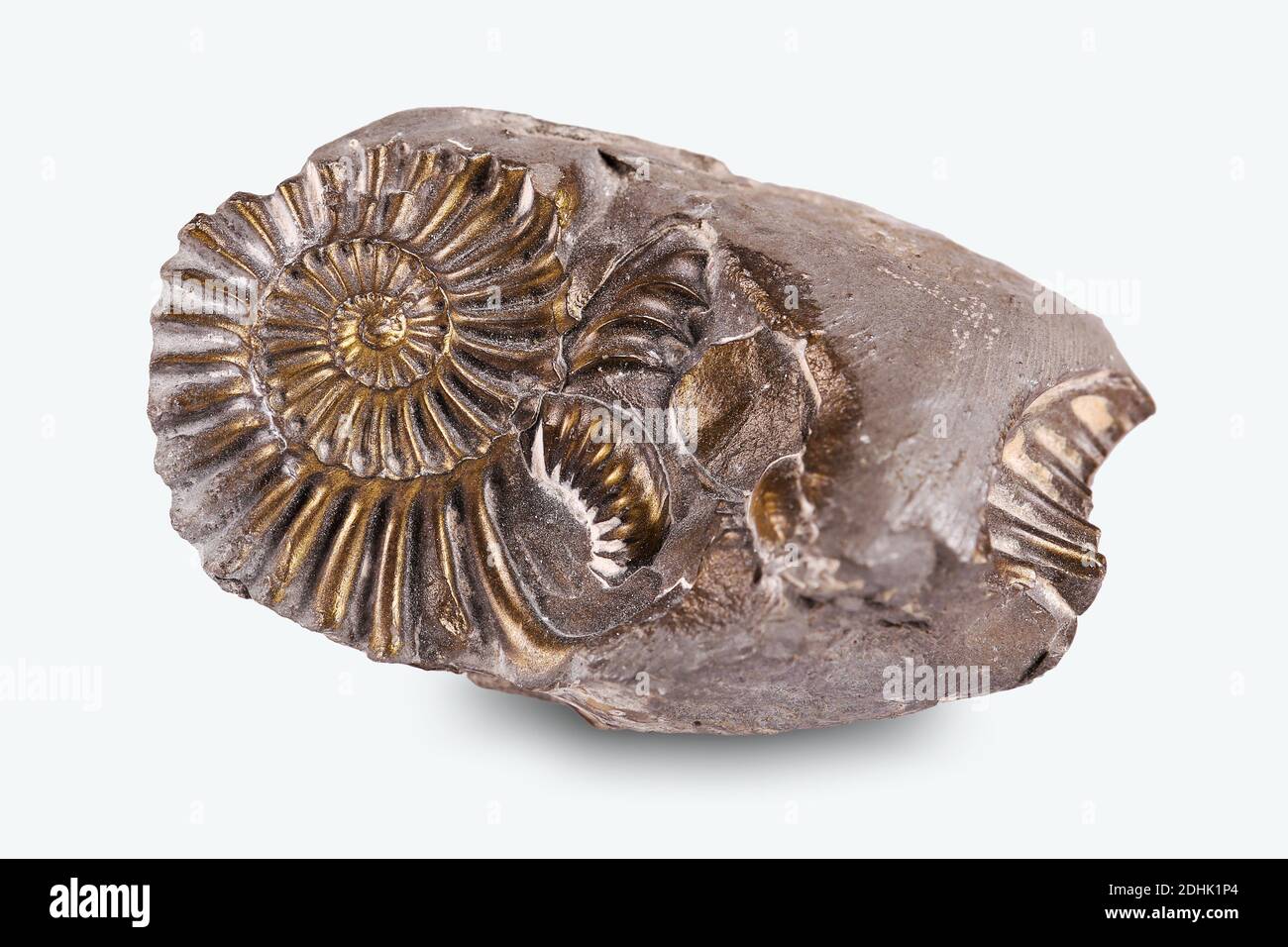 Lumaca fossilizzata nella pietra, ammonite Foto Stock