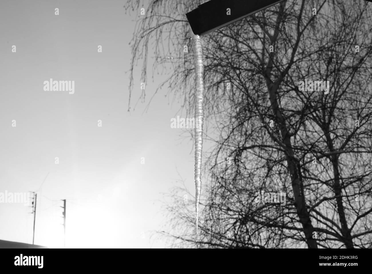 Enorme lunga icicola appesa su un tubo di drenaggio di una casa. Sfondo alberi di betulla in cielo chiaro e tetto rurale con antenne Foto Stock