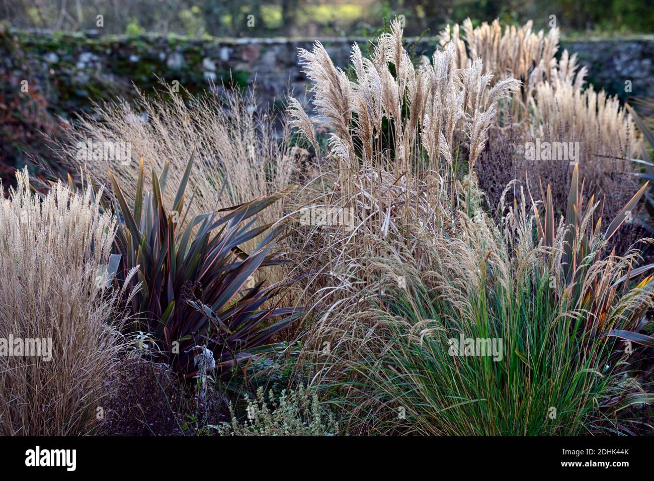 Inverno,erba ornamentale,erbe ornamentali,mix,melinia,stipa,Calamagrostis,phornium,interesse invernale,struttura,piante architettoniche,giardino,giardino Foto Stock