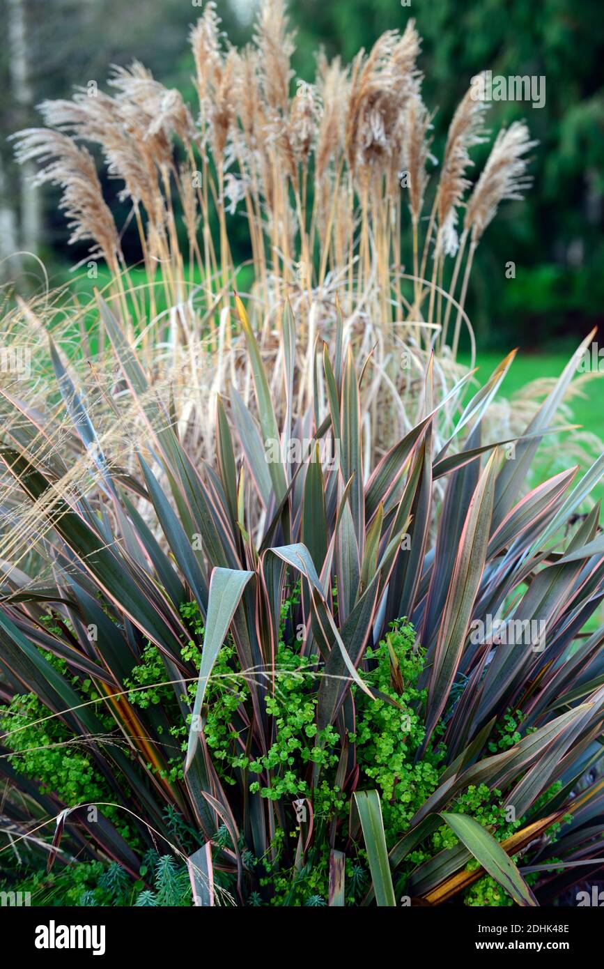 Phormium Maori Queen, New Zealand Flax, Phormium Rainbow Queen, piantagione mista, euforbia, verde calce, Miscanthus sinensis Malepartus, Silv cinese Foto Stock