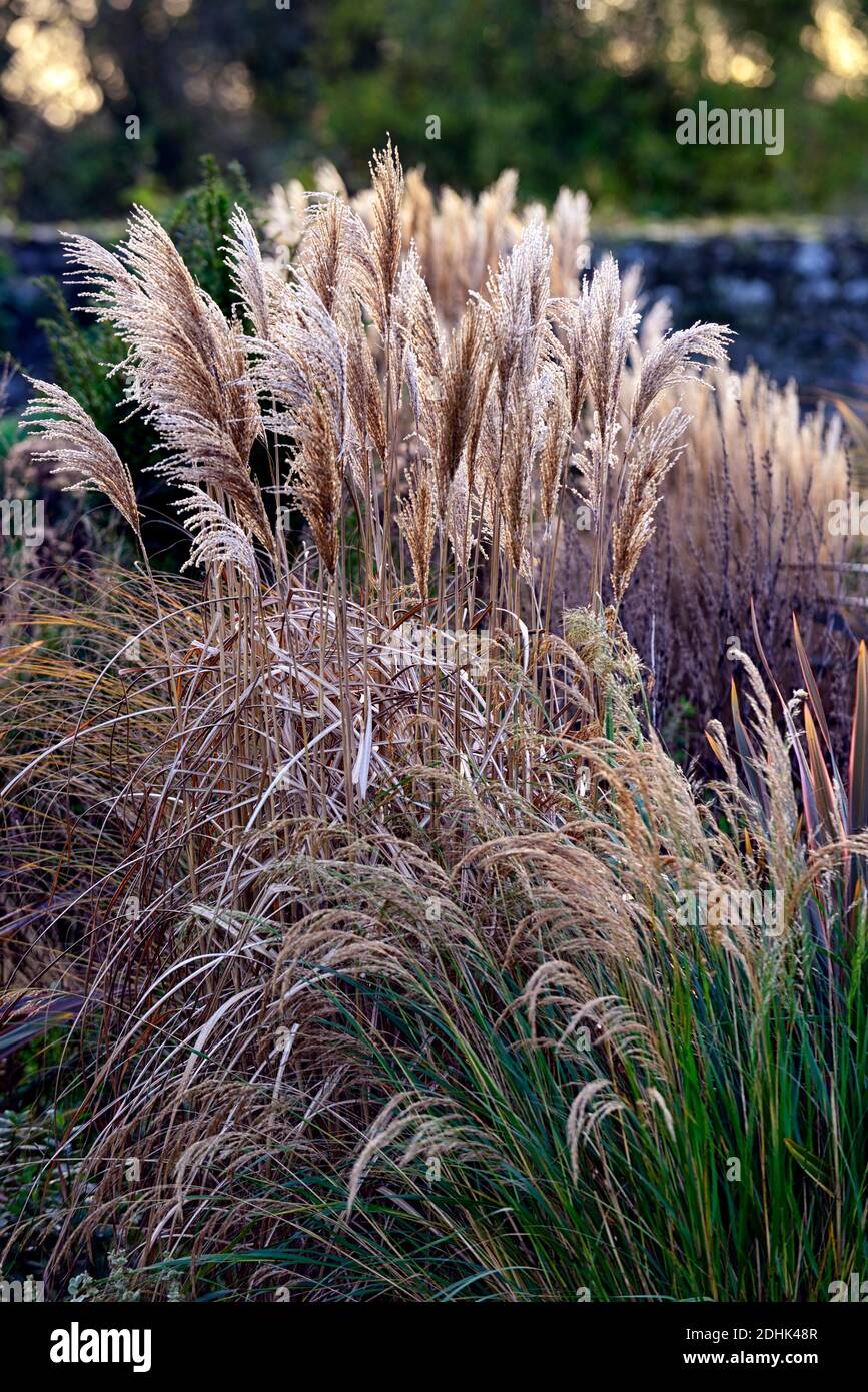 Miscanthus sinensis 'Malepartus', Grass Argento Cinese, inverno, retroilluminata, retroilluminazione, erba ornamentale, erbe ornamentali, giardino, giardini, RM Floral Foto Stock