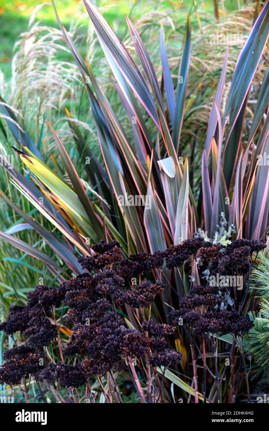 Inverno, scheletro di piante, testa di semina, teste di semina, Hylotephium Matrona stonecrop Matrona, sedum, sedums, Phormium Maori Queen, New Zealand Flax, Phormium Rainbow D Foto Stock