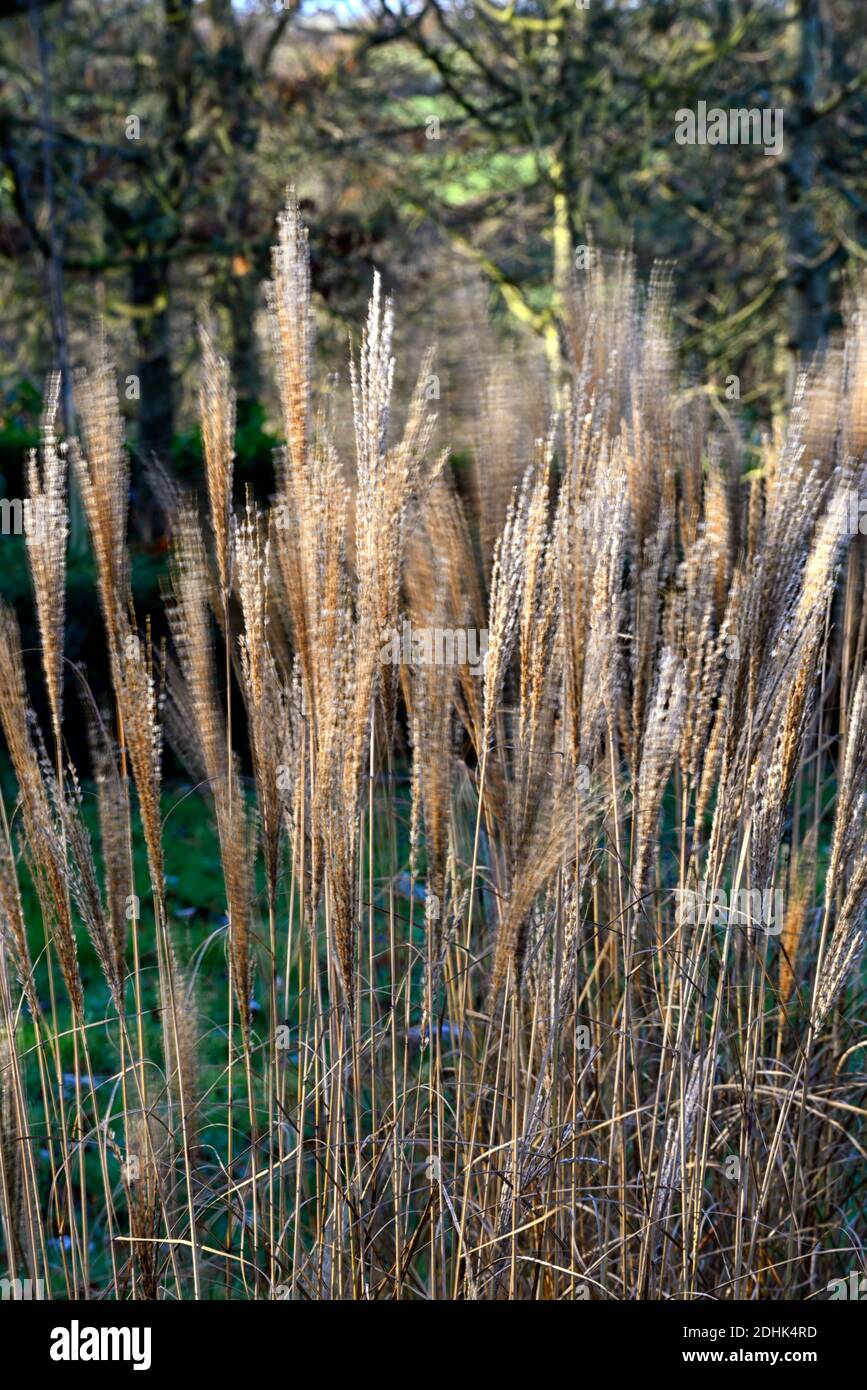 Calamagrostis × acutiflora Karl Foerster,erba lamellare Karl Foerster,Calamagrostis Stricta,inverno,retroilluminata,retroilluminazione,erba ornamentale,ornamenta Foto Stock