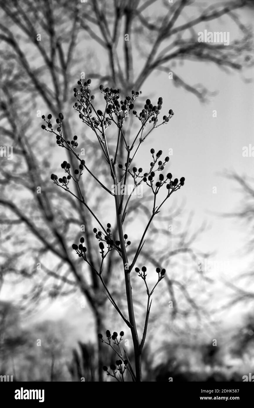 Eryngium pandanifolium Physical Purple, gigantesco mare agrifoglio, tistole, tistole, piante ornamentali, pianta architettonica, Eryngium descaisneum, eryngo, giardino, RM flora Foto Stock