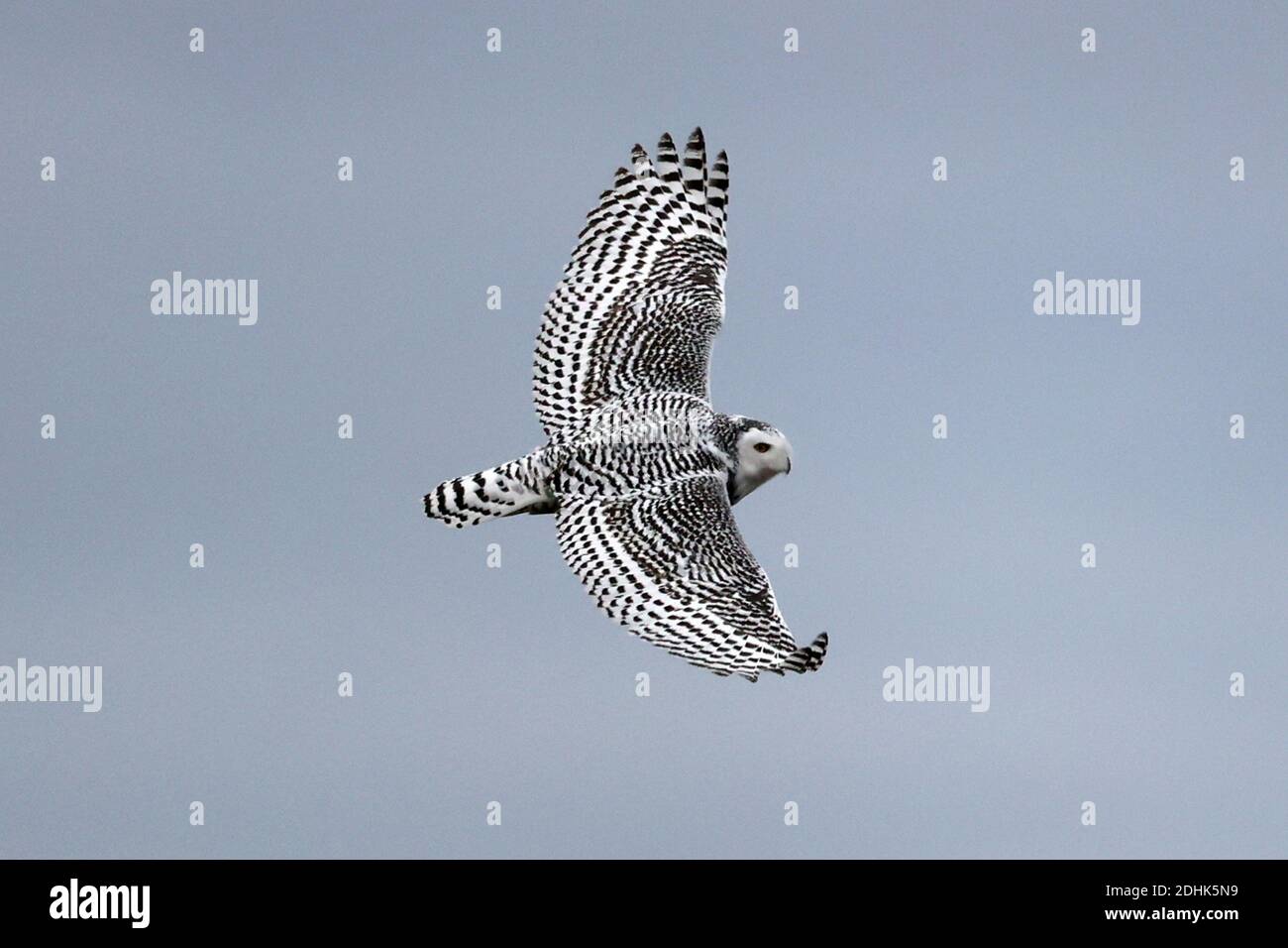 Civetta delle nevi nel selvaggio Foto Stock
