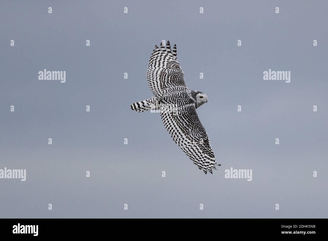 Civetta delle nevi nel selvaggio Foto Stock