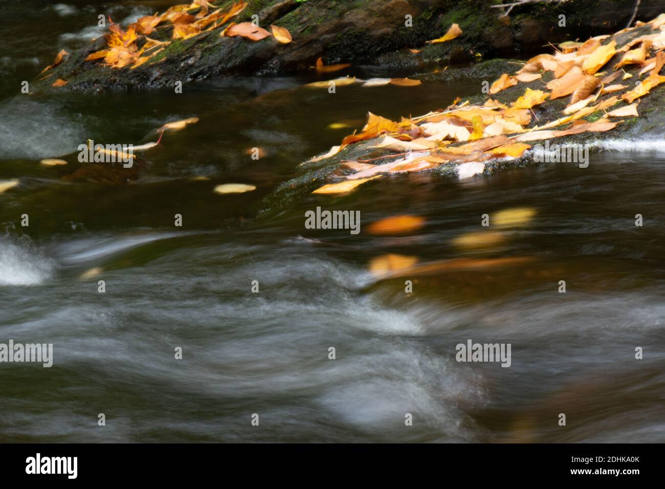 Le foglie colorate cadono nel ruscello mentre l'autunno arriva in New England. Foto Stock