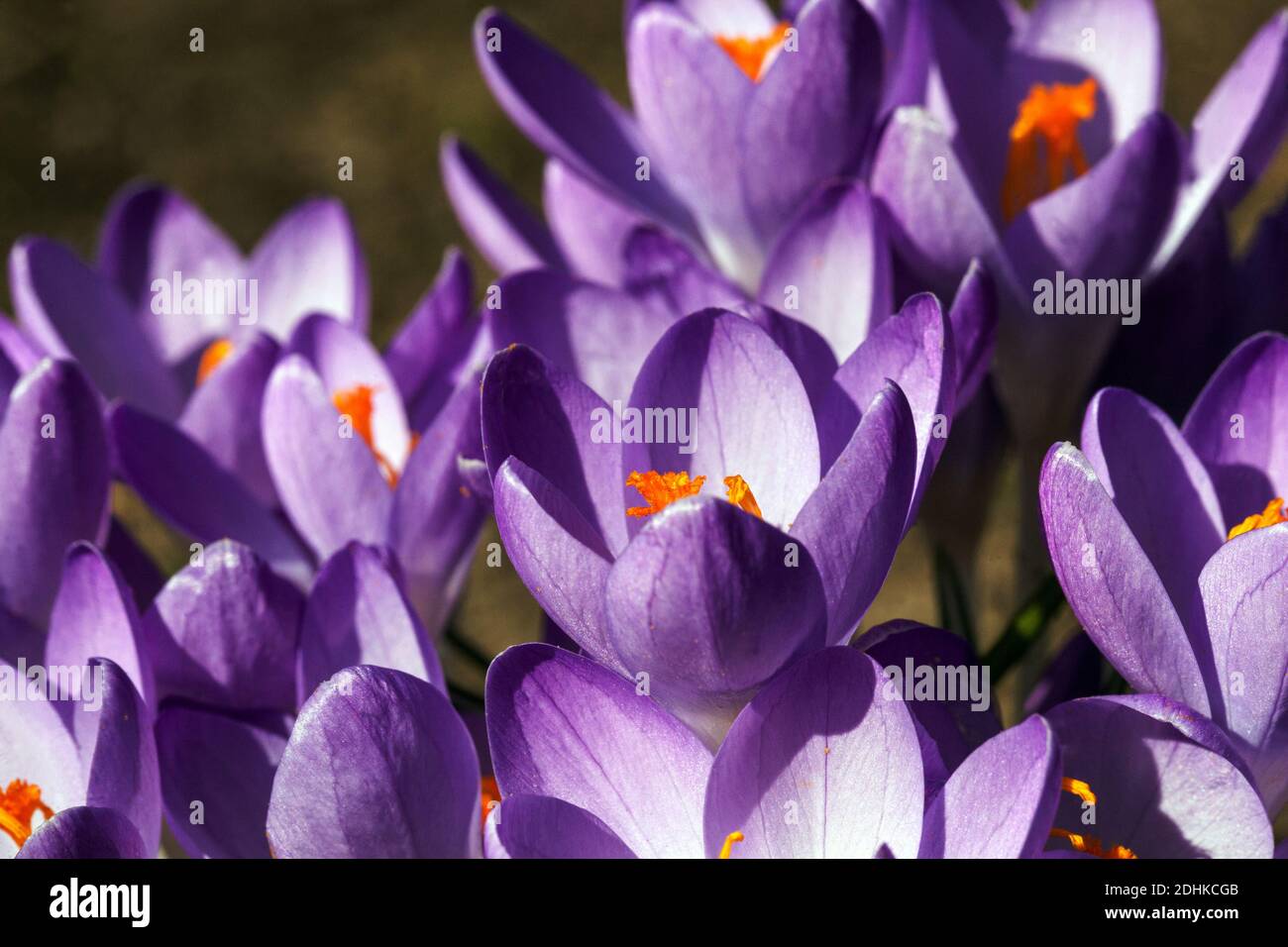 Crocus primavera bellezza luce del sole Foto Stock