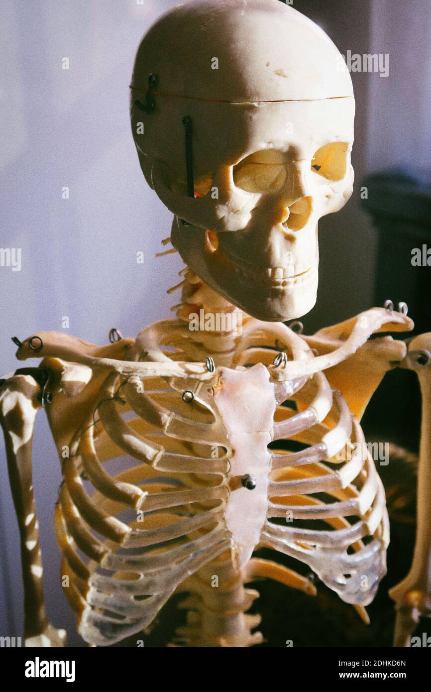 Primo piano di un cranio scheletrico Foto Stock