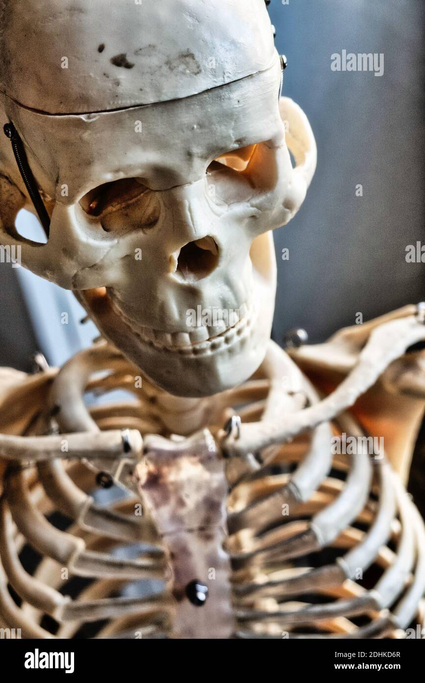 Primo piano di un cranio scheletrico Foto Stock
