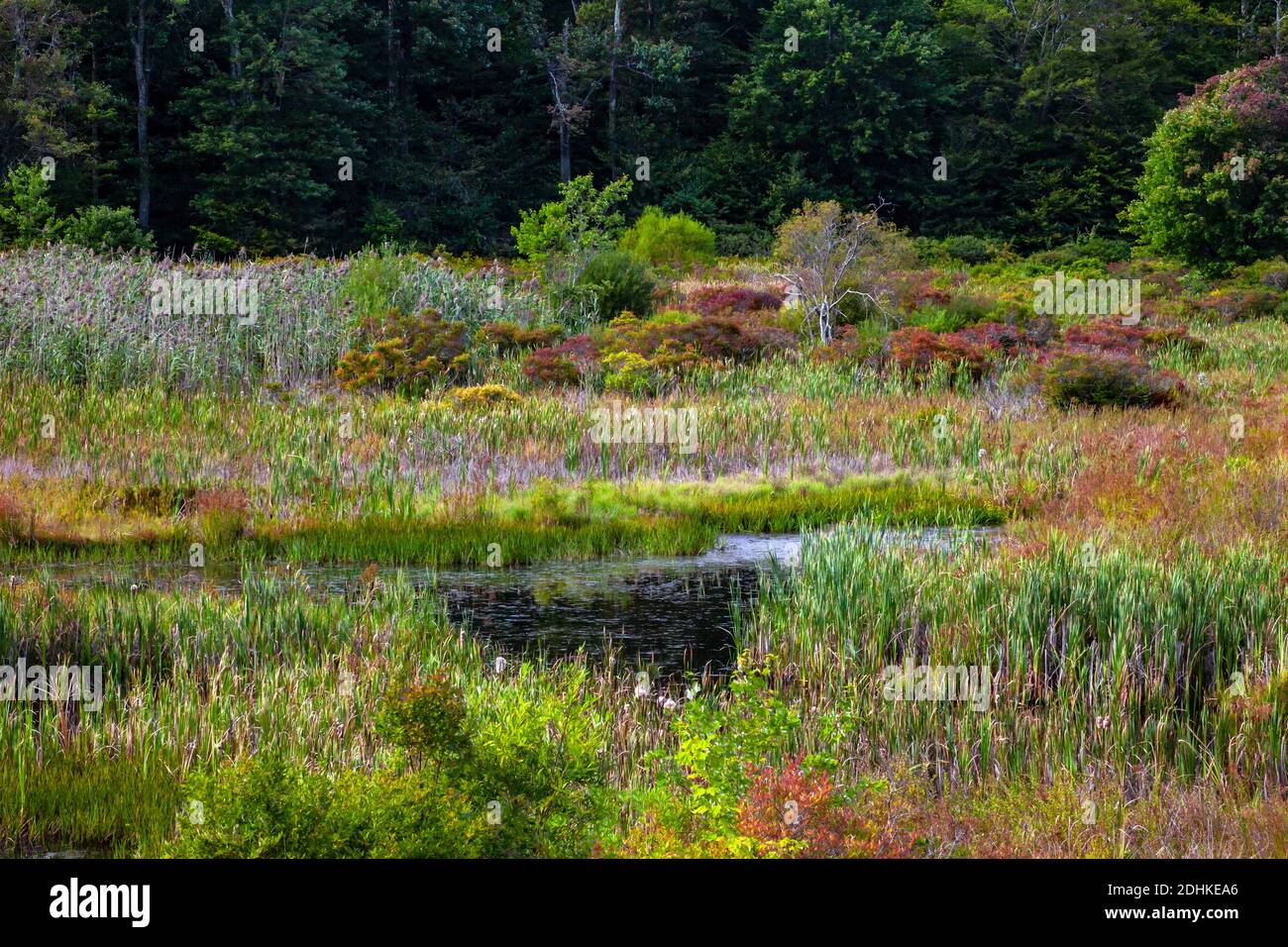 Una piccola palude boschiva nelle Pocono Mountains della Pennsylvania. Foto Stock