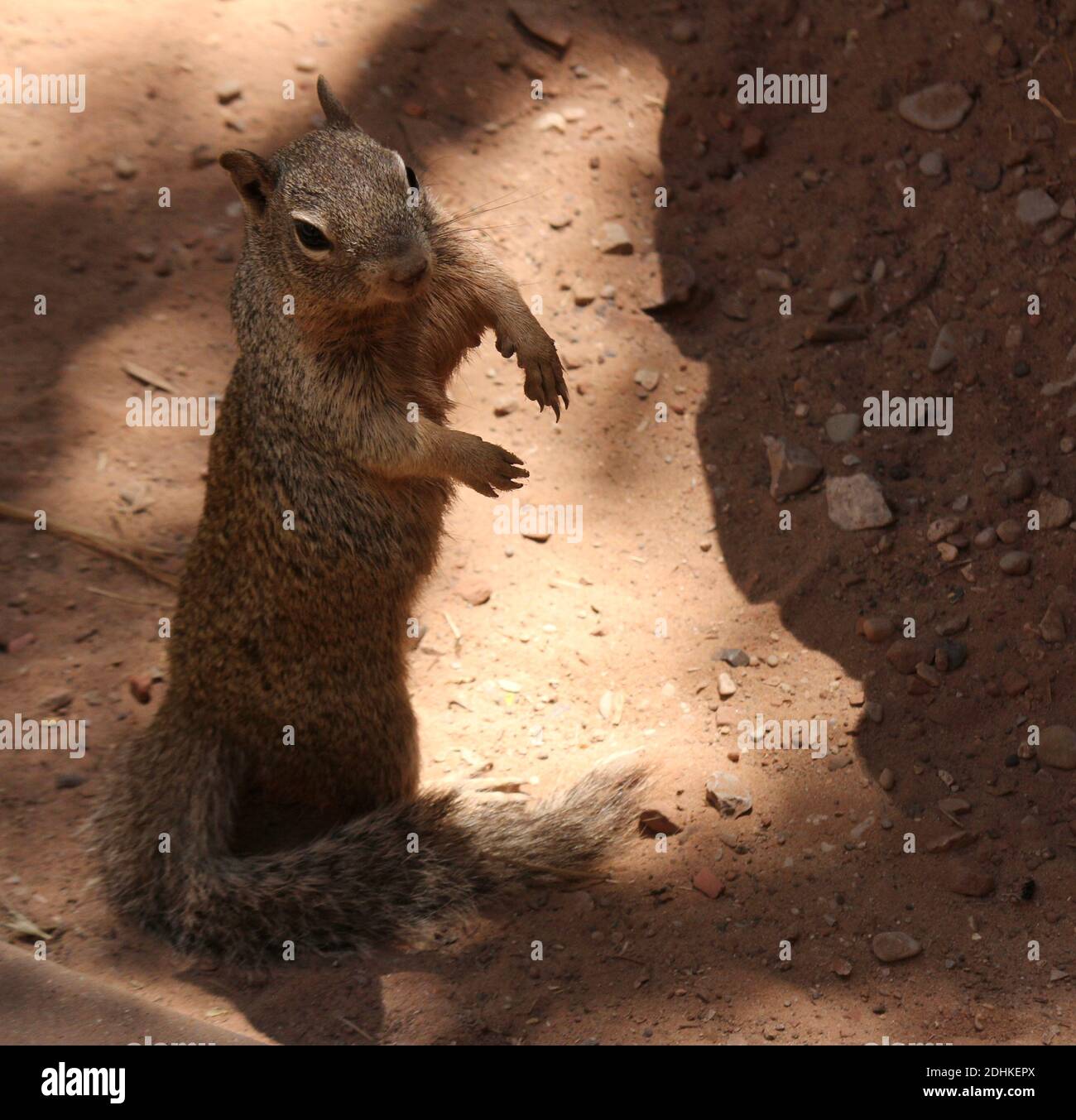 Divertente Squirrel posa Foto Stock