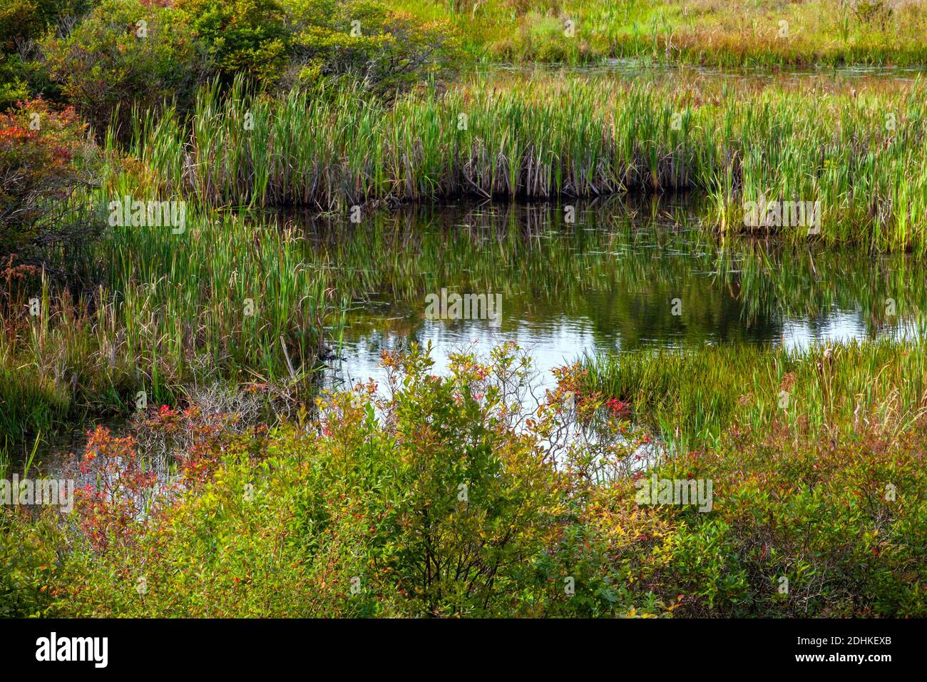 Una piccola palude boschiva nelle Pocono Mountains della Pennsylvania. Foto Stock