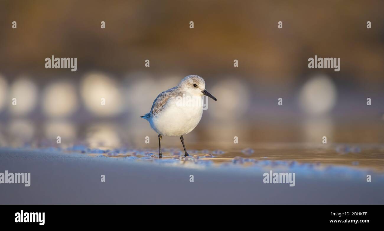 Alba di prima mattina che illumina il mare, la sabbia e il sanderling guado mentre cerchi cibo lungo la costa invernale Foto Stock