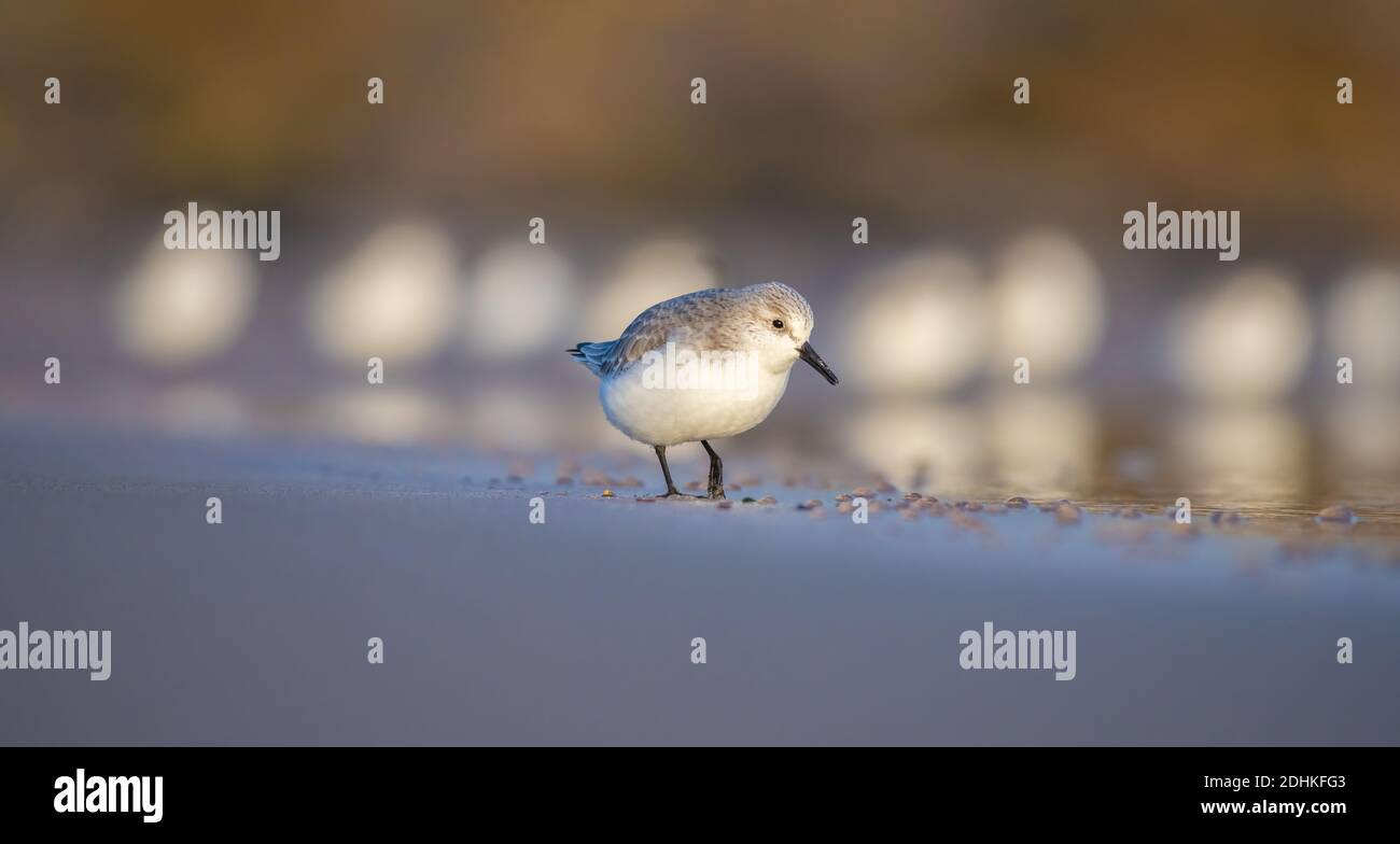 Alba di prima mattina che illumina il mare, la sabbia e il sanderling guado mentre cerchi cibo lungo la costa invernale Foto Stock